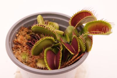 Dionaea muscipula Bimbo im Topf