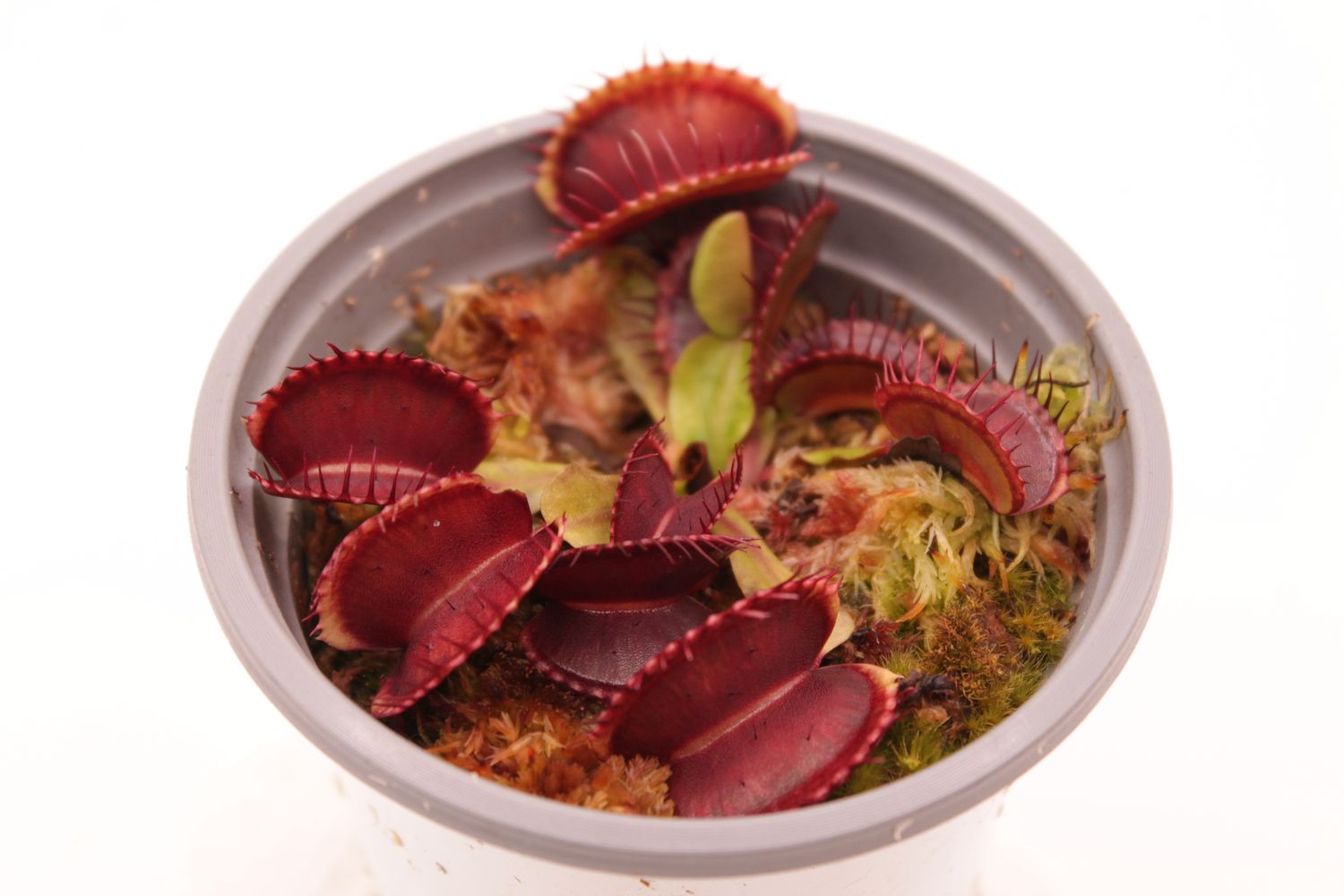 Dionaea muscipula Blutrot im Topf