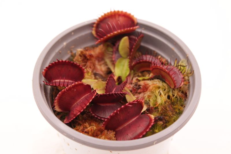 Dionaea muscipula Blutrot im Topf