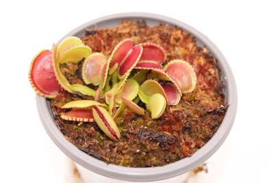 Dionaea muscipula Coquillage im Topf