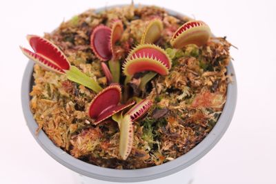Dionaea muscipula Dentata Form im Topf