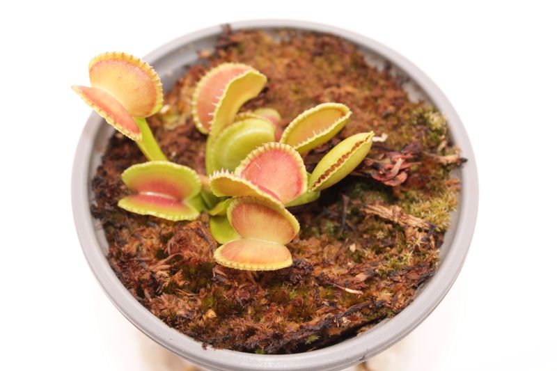 Dionaea muscipula Diflora Wizard im Topf