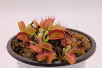 Dionaea muscipula Fiamma im Topf