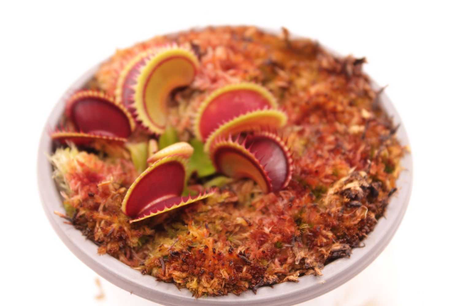 Dionaea muscipula Dracula im Topf