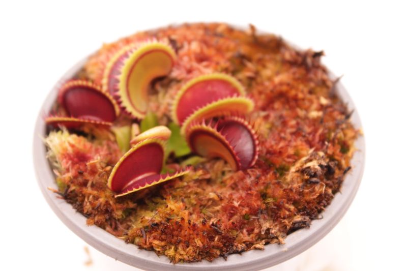 Dionaea muscipula Dracula im Topf