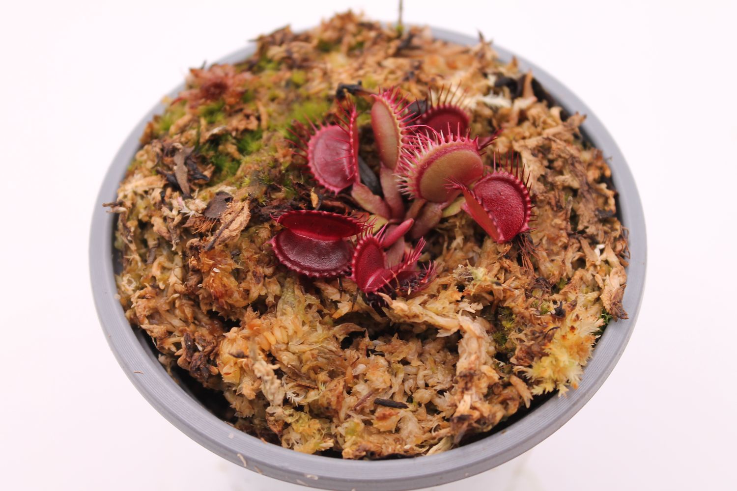 Dionaea muscipula Fangzahn im Topf