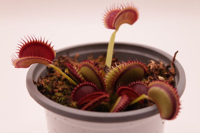Dionaea muscipula Dracula Fake im Topf