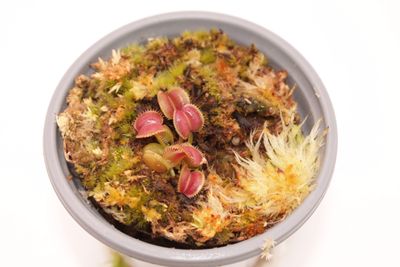 Dionaea muscipula Galaxy im Topf