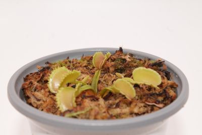 Dionaea muscipula Fuego Radioactivo im Topf