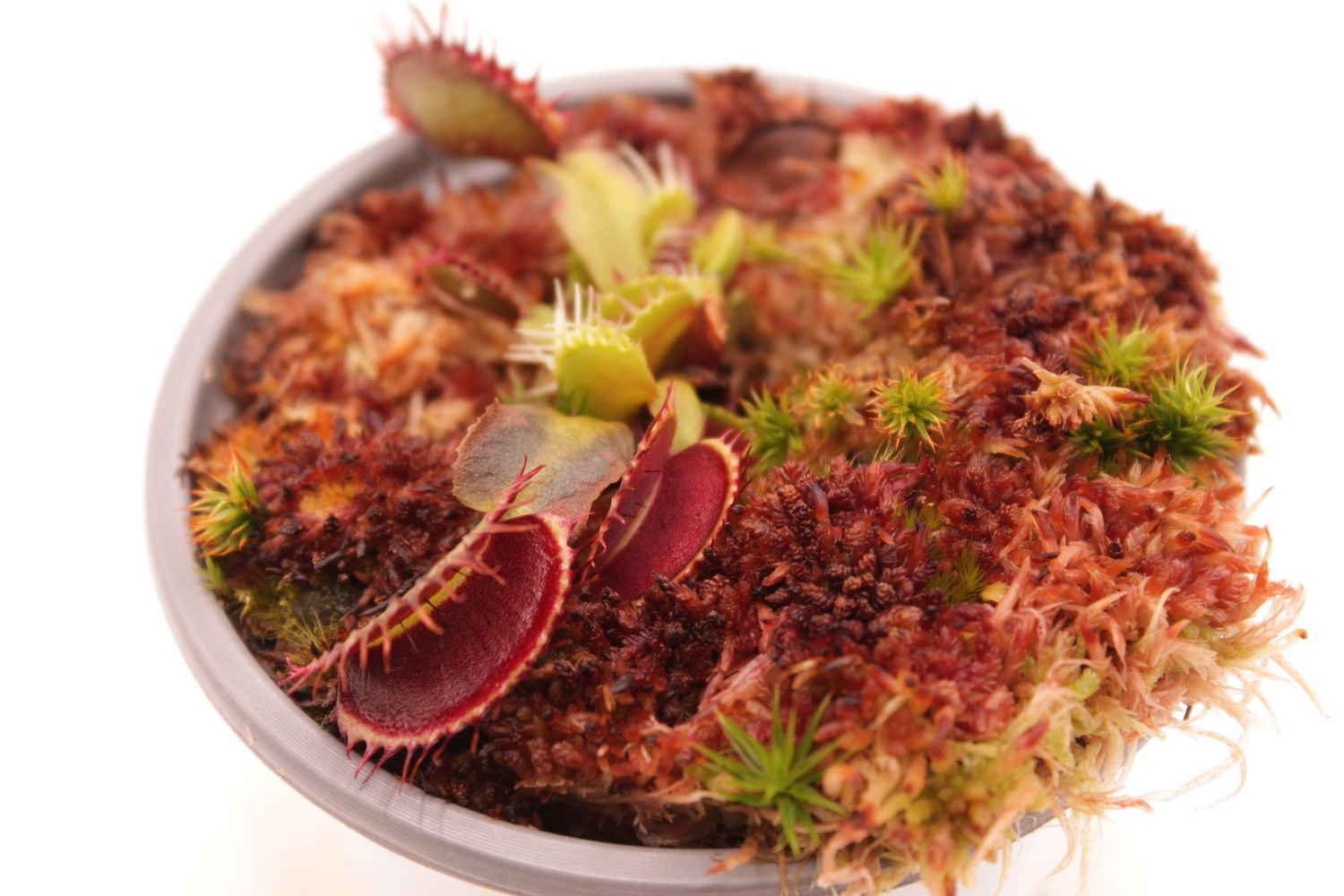 Dionaea muscipula Fuzzy Tooth im Topf