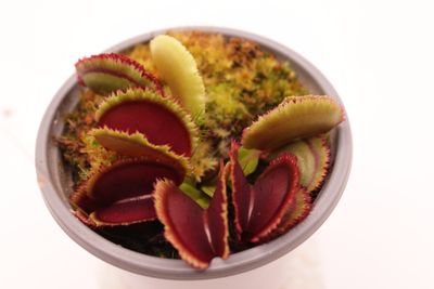 Dionaea muscipula Giant Clam im topf