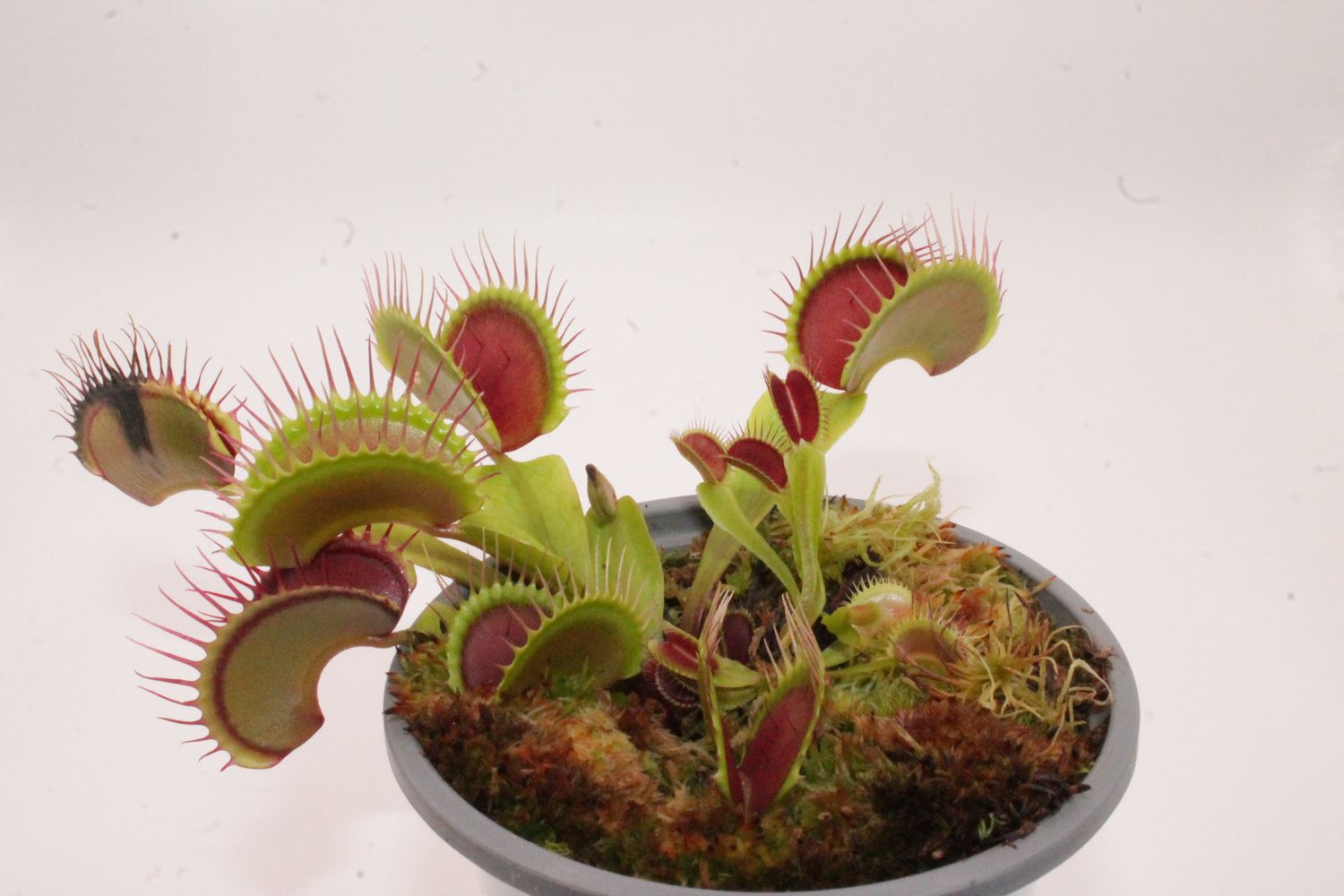 Dionaea muscipula GJ Giant Form im Topf