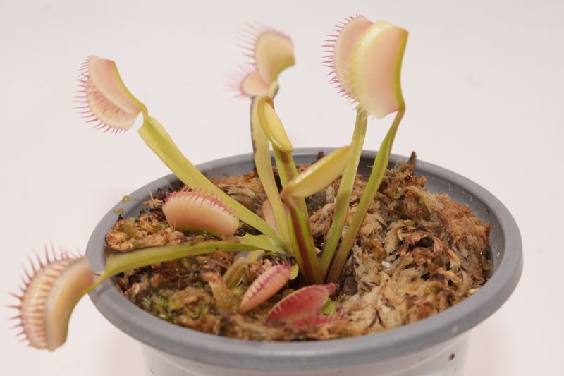 Dionaea muscipula Ghost im Topf