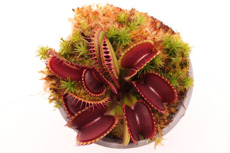 Dionaea muscipula GJ Goliath im Topf