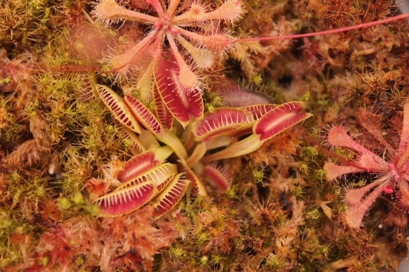 Dionaea muscipula GJ Hellcat im Topf
