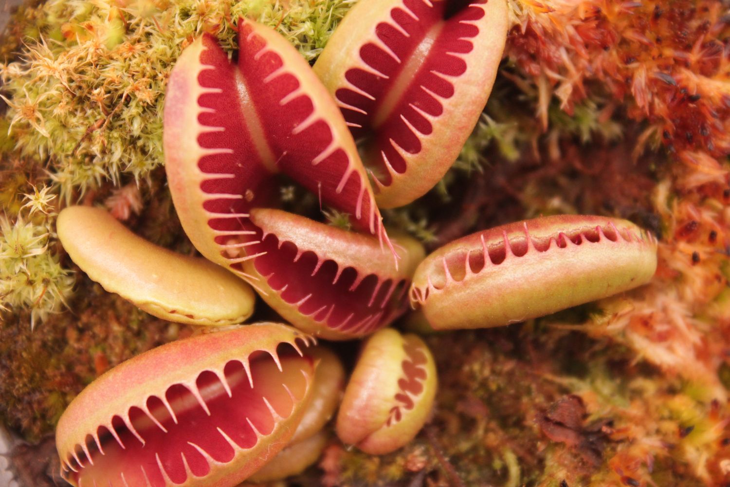 Dionaea muscipula GJ Bloody Nurse im Topf