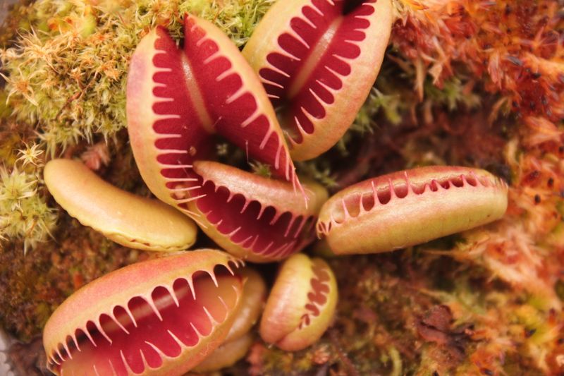 Dionaea muscipula GJ Bloody Nurse im Topf