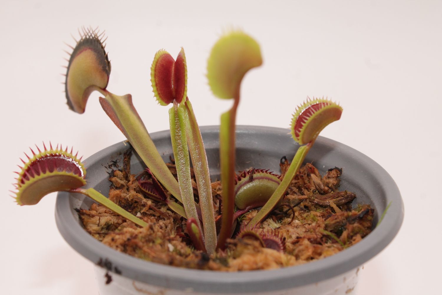 Dionaea muscipula Great White Shark im Topf