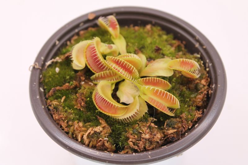 Dionaea muscipula GJ Montecore im Topf