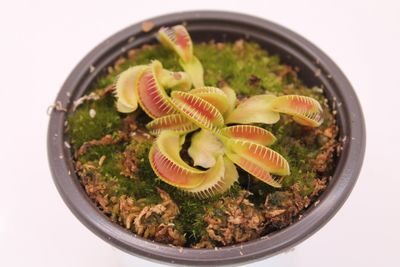 Dionaea muscipula GJ Montecore im Topf