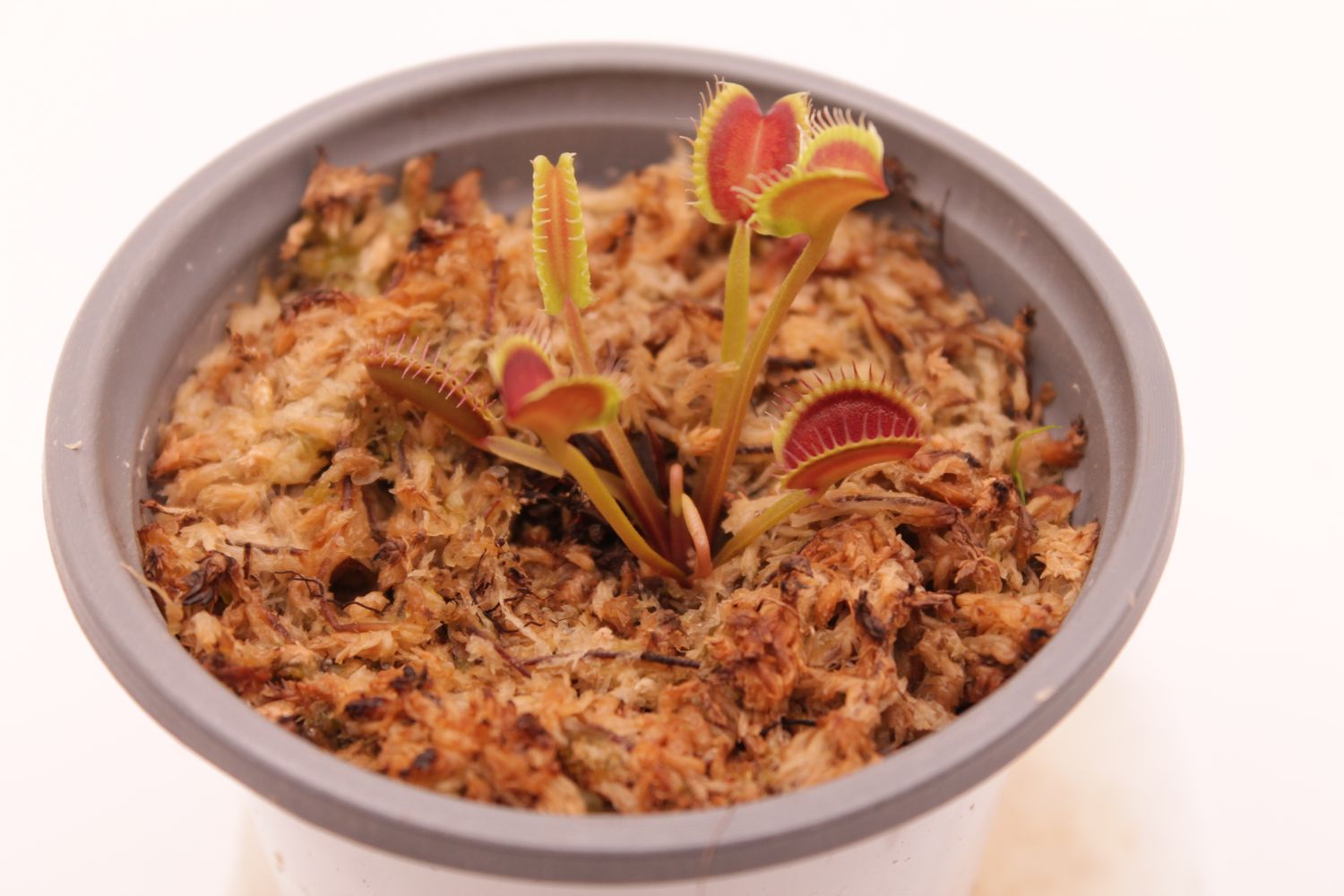 Dionaea muscipula GJ Nosferatu im Topf