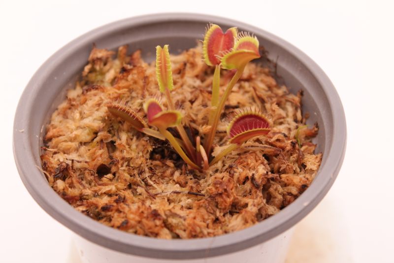 Dionaea muscipula GJ Nosferatu im Topf