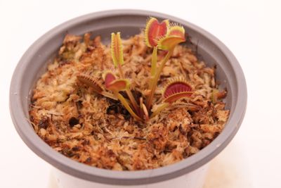 Dionaea muscipula GJ Nosferatu im Topf