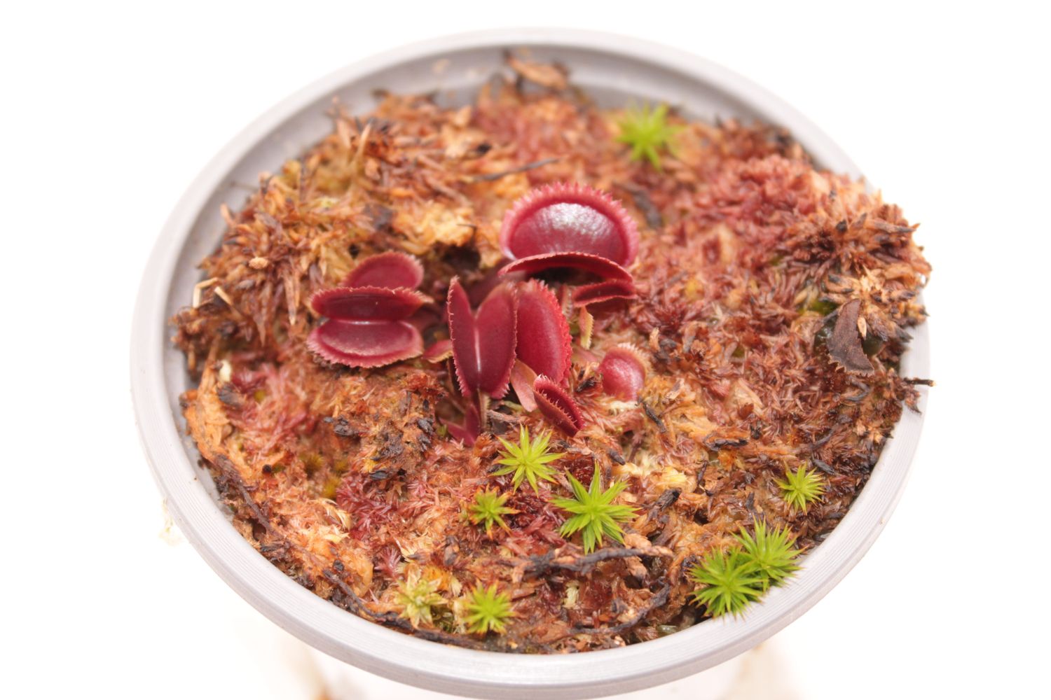 Dionaea muscipula Gold Strike im Topf
