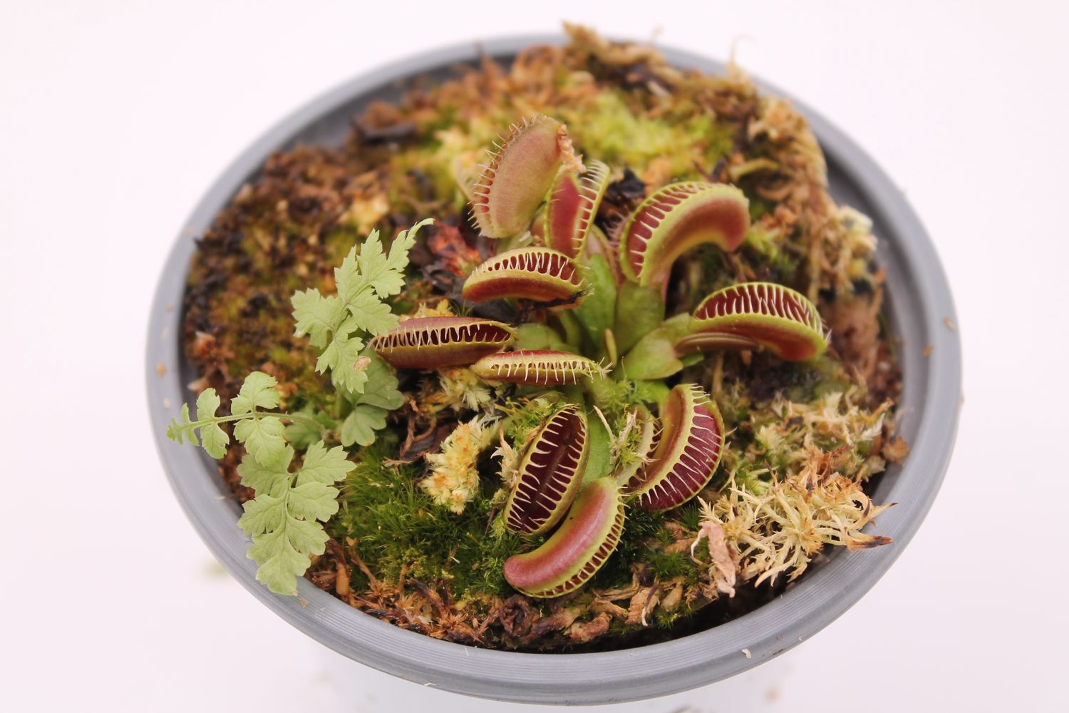 Dionaea muscipula GJ Maratchi im Topf