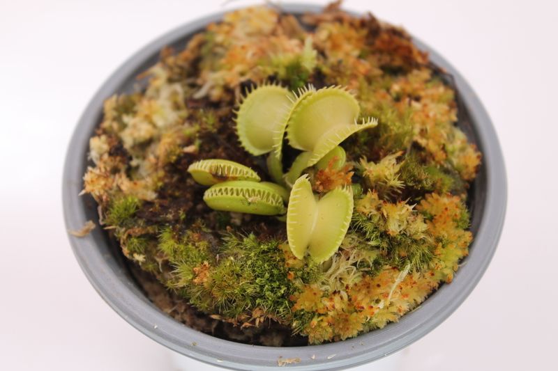 Dionaea muscipula Harmony im Topf