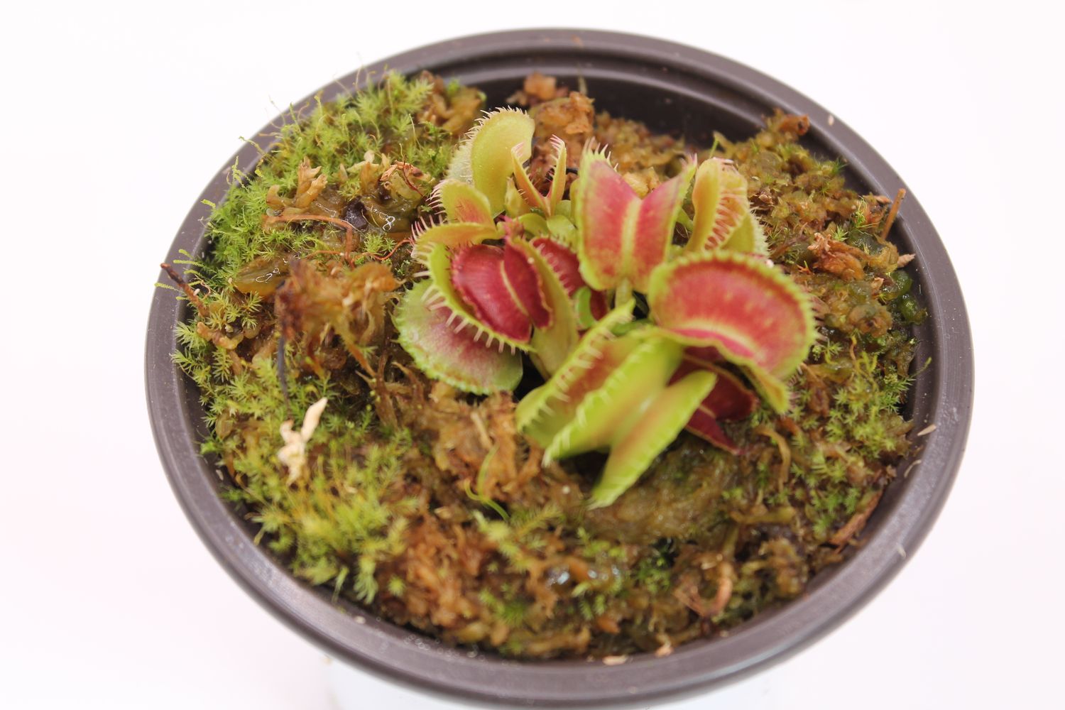 Dionaea muscipula Mutant #1 im Topf