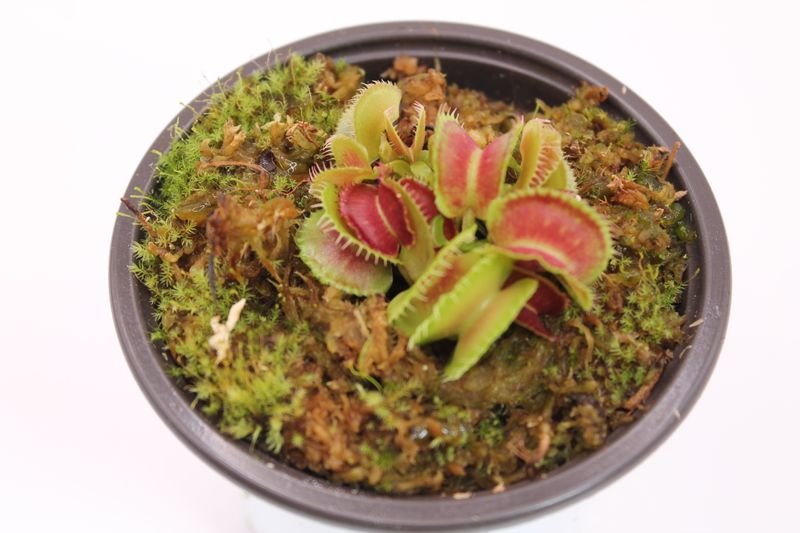 Dionaea muscipula Mutant #1 im Topf