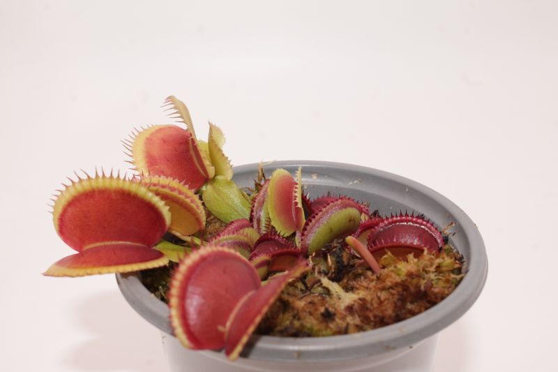 Dionaea muscipula Orange Giant im Topf