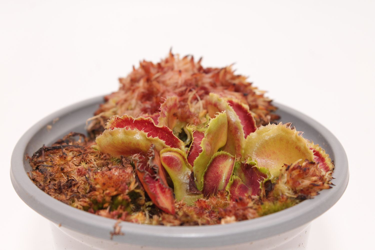 Dionaea muscipula Kim Il Sung im topf