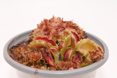 Dionaea muscipula Kim Il Sung im topf