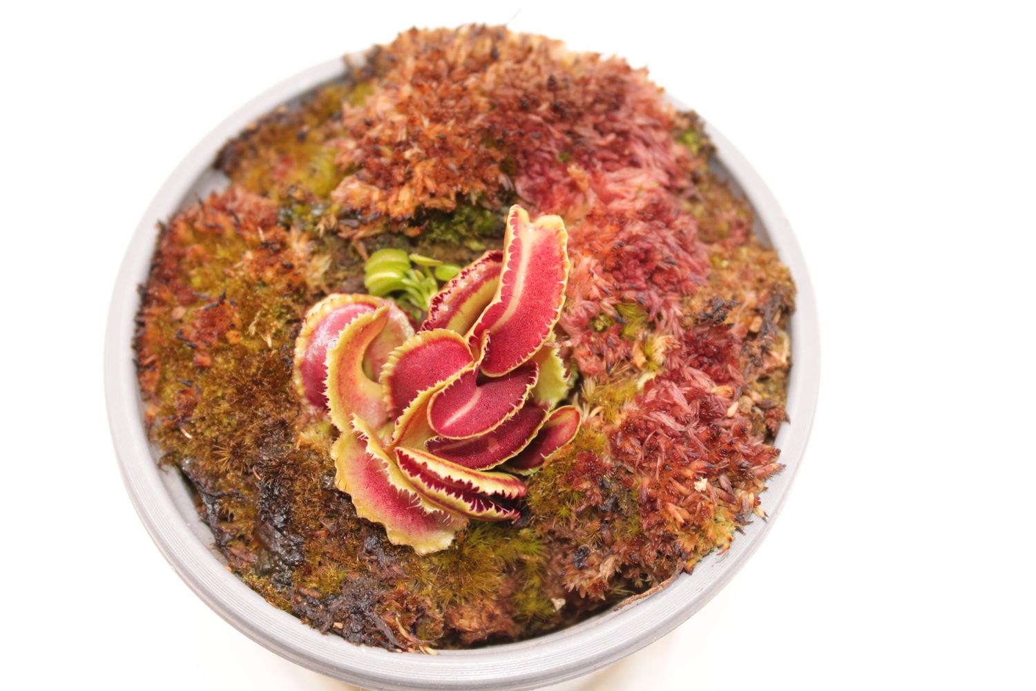 Dionaea muscipula Kim Jong Il - Ansicht von Oben