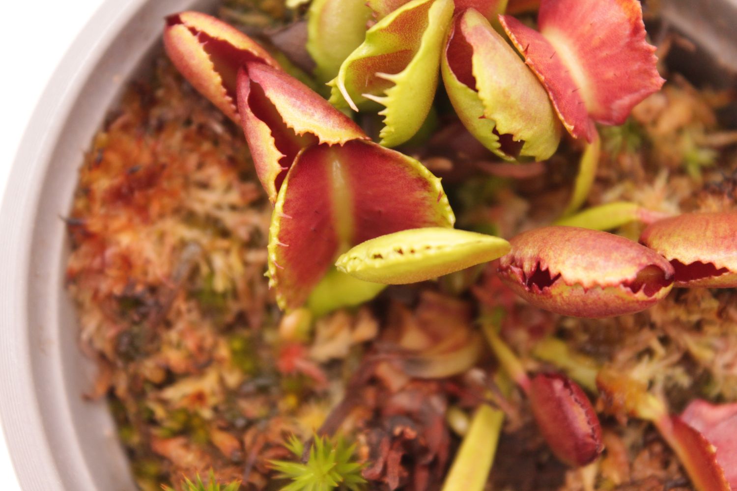 Dionaea muscipula Pacman - Nahaufnahme