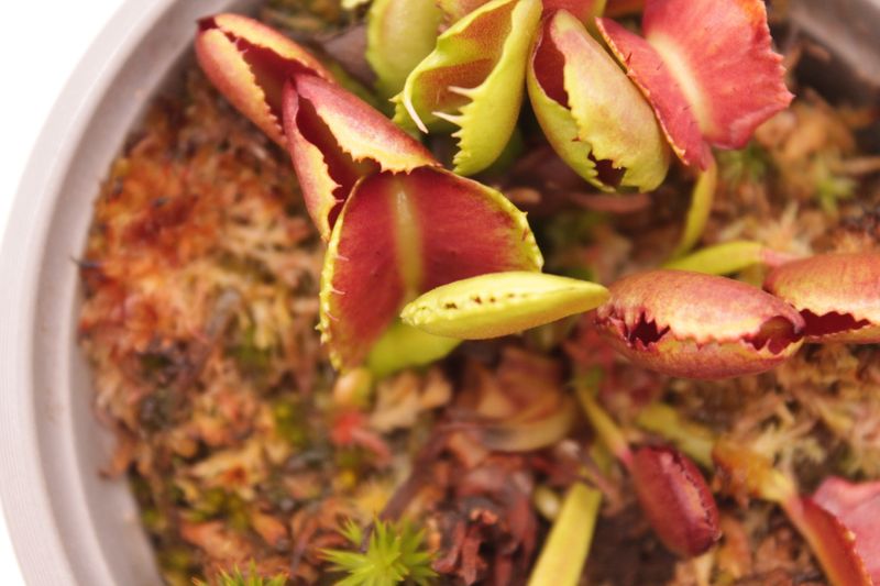 Dionaea muscipula Pacman - Nahaufnahme