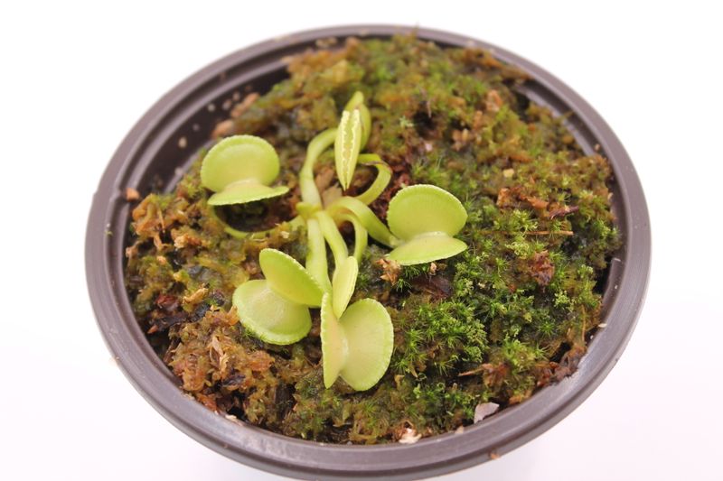 Dionaea muscipula Sly Wiki im Topf