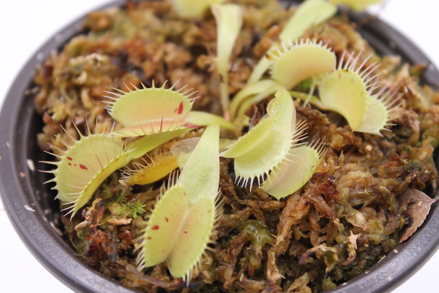Dionaea muscipula Patches im Topf