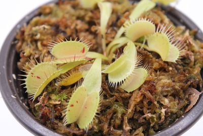 Dionaea muscipula Patches im Topf