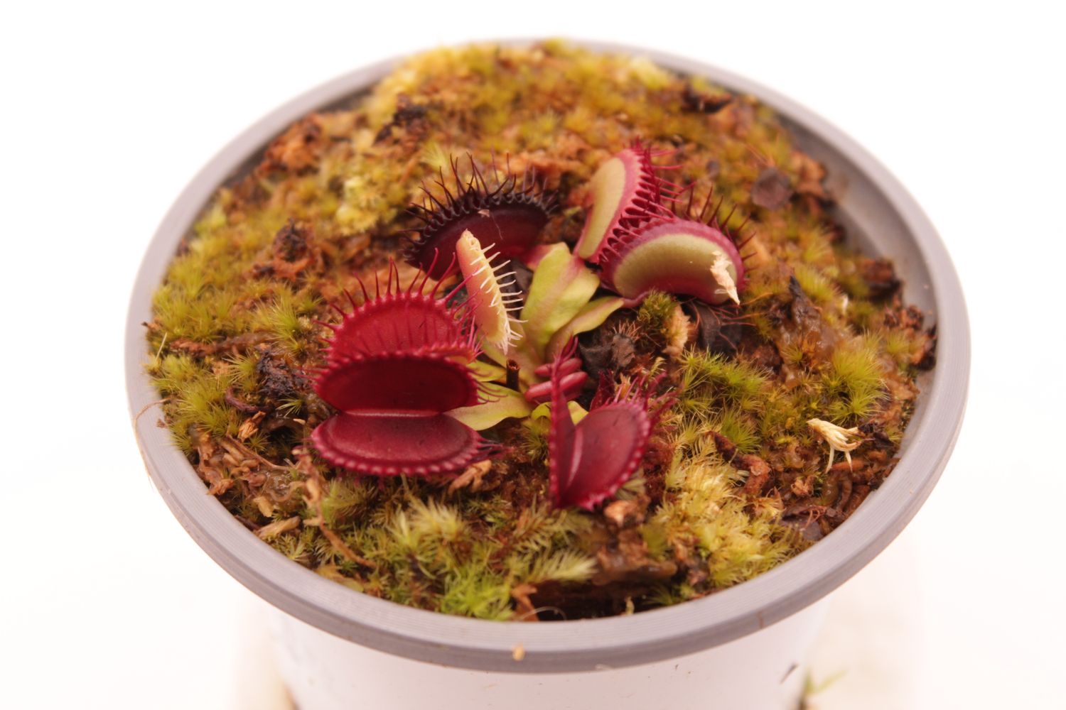 Dionaea muscipula Phalanx im Topf