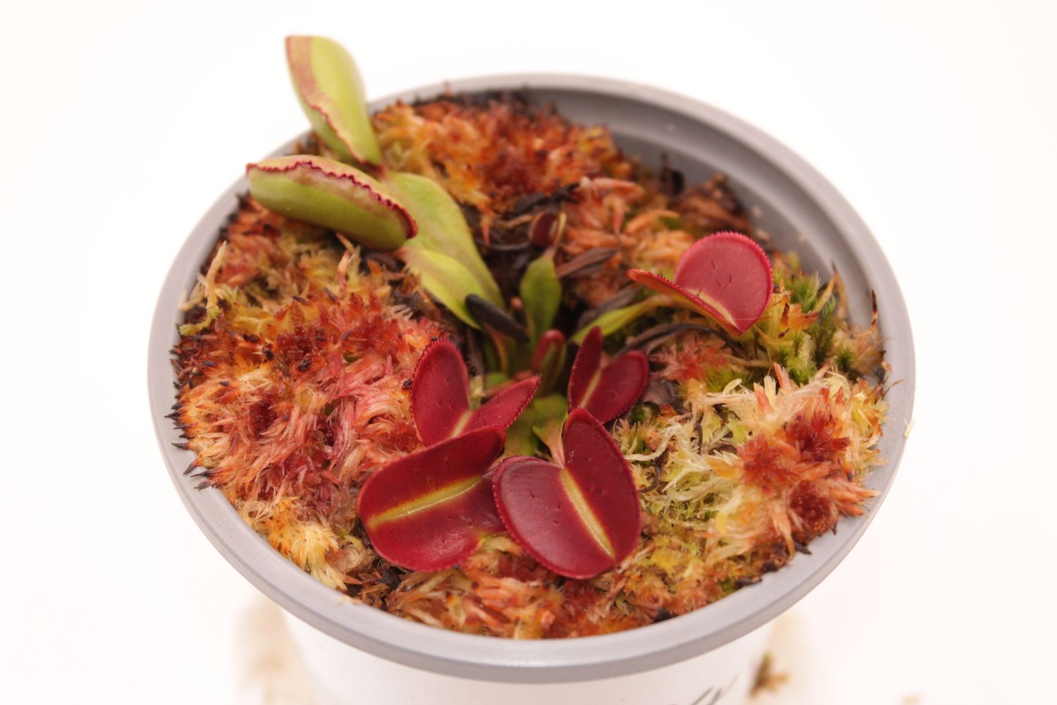 Dionaea muscipula Periscope im Topf