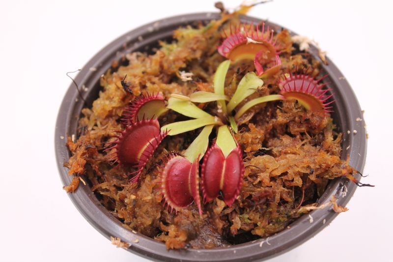 Dionaea muscipula Quasar im Topf