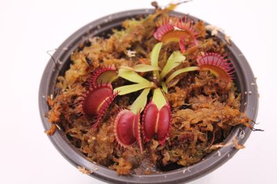 Dionaea muscipula Quasar im Topf