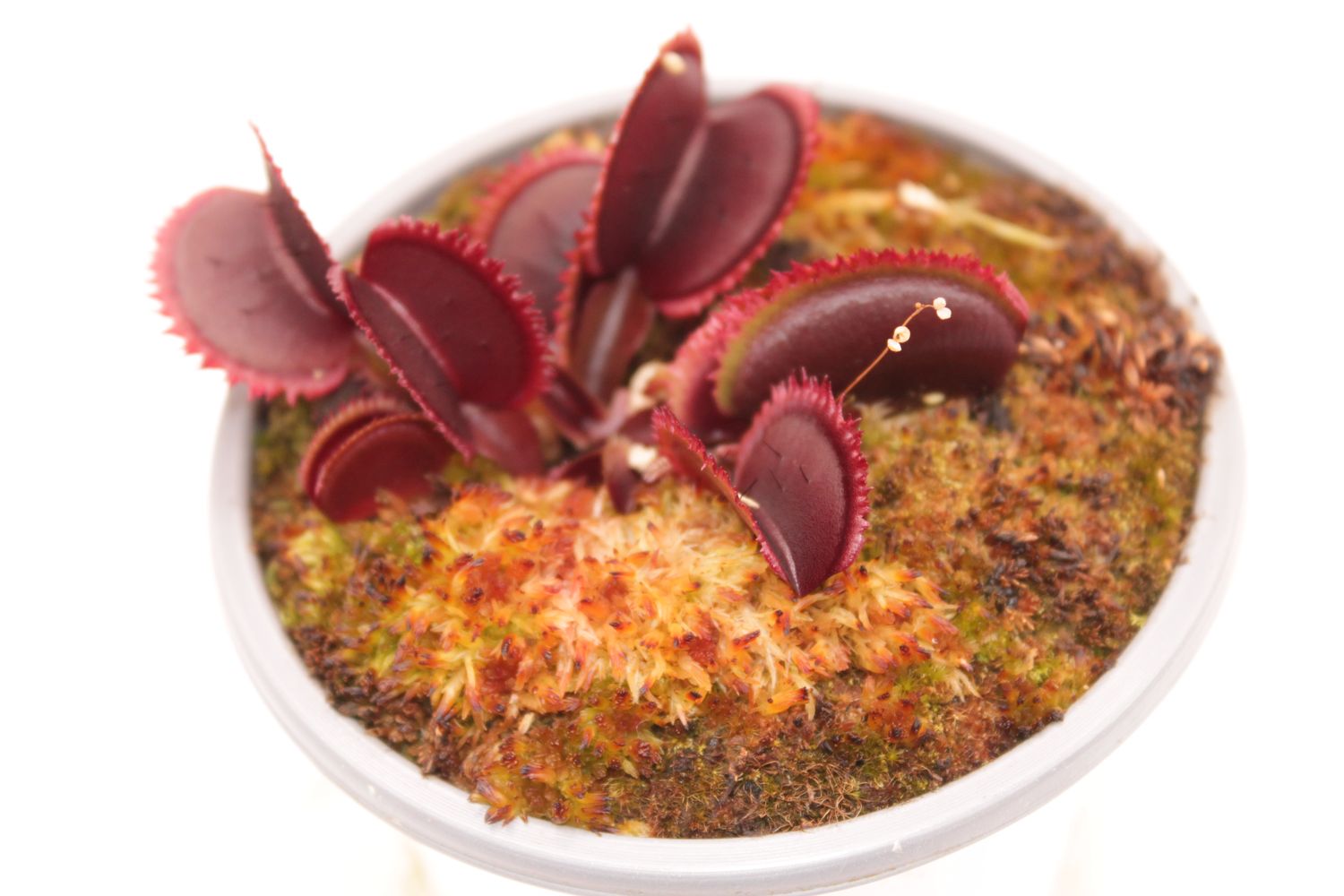 Dionaea muscipula Red Sawtooth im Topf