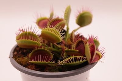 Dionaea muscipula Reptile im Topf