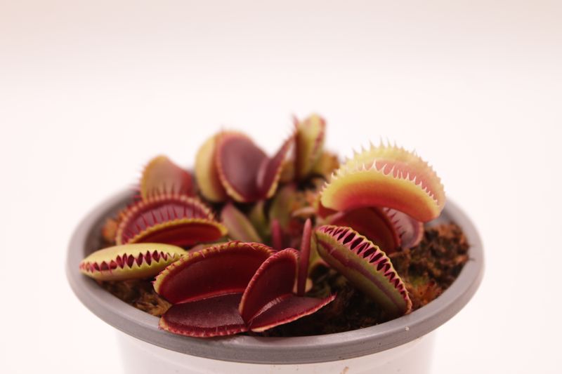 Dionaea muscipula Sandokan im Topf
