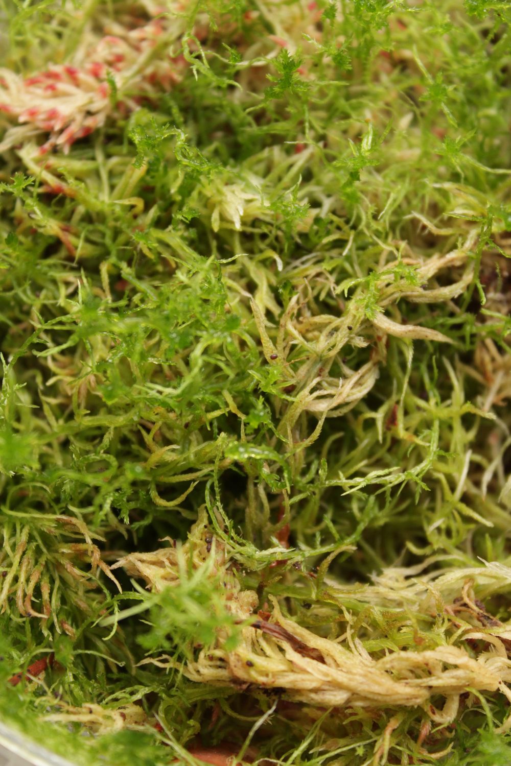 Sphagnum Moos Lebend 200g - Nahaufnahme