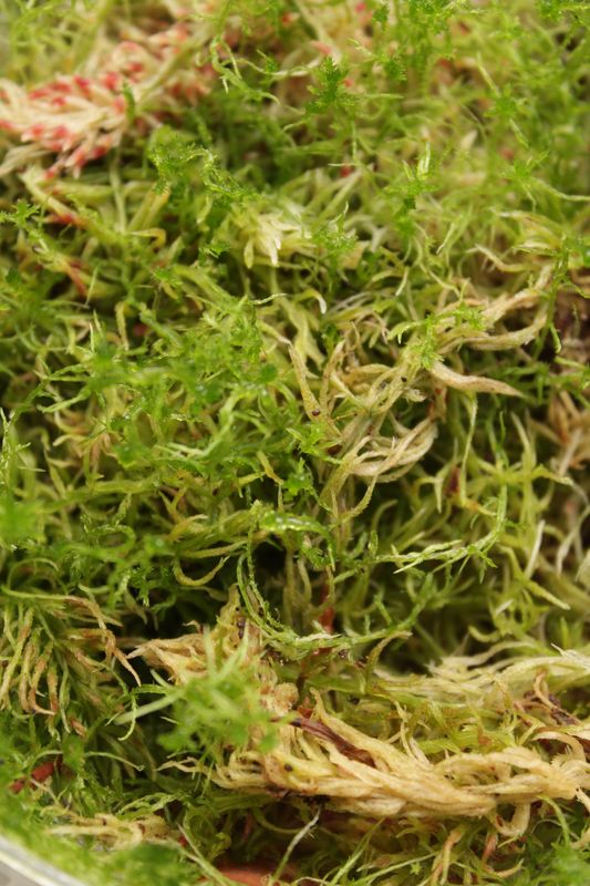 Sphagnum Moos Lebend 200g - Nahaufnahme